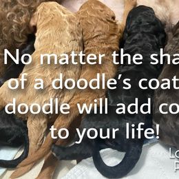 Australian Labradoodle and Double Doodle Puppies from Love Me Pooch