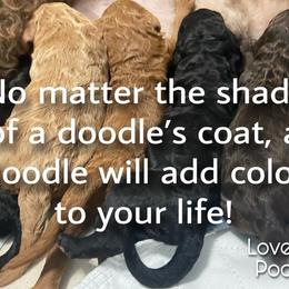 Australian Labradoodle and Double Doodle Puppies from Love Me Pooch