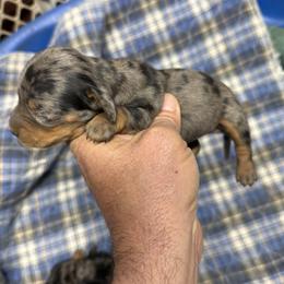 Girl 2 - Dapple female Dachshund puppy in South Haven, Kansas from Keen's Dachshunds