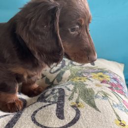 Dachshund Puppies from Sissy’s Miniature Dachshunds