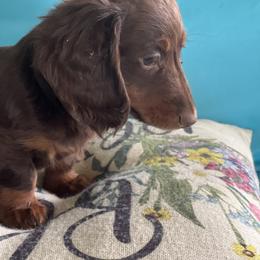 Dachshund Puppies from Sissy’s Miniature Dachshunds