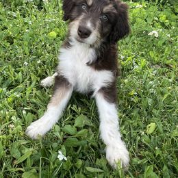 Aussiedoodle Puppies from A Dose Of Doodle