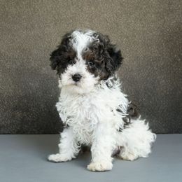 Nova - Parti Poodle puppy in Queens, New York from The 2 Musketeers_Cockapoos