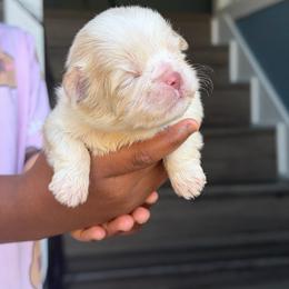 Boy2 - Cream and white male Shih Tzu puppy in Union City, Georgia from Chinx Puppy Songs