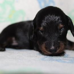 Boy 4 - Black and tan male Dachshund puppy in Craig, Colorado from Rocky Mountain Shih Tzus and Dry Creek Miniature Dachshunds
