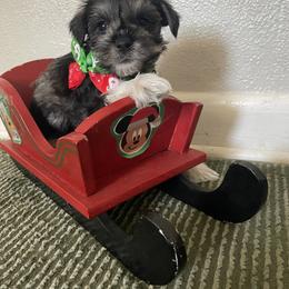Miniature Schnauzer Puppies from Amanda Tragash