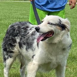 Lilly - Miniature Australian Shepherd