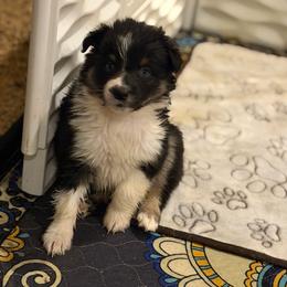 Ruthie - Black tri-color female Australian Shepherd puppy in Denton, North Carolina from Double R Farm Aussies