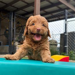 Na-Hoku - Caramel female Australian Labradoodle puppy in Alamo, Texas from QuiSal Labradoodles