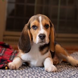 Russel - Beagle puppy in Warsaw, Indiana from Mae’cee Beagles