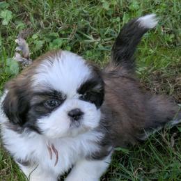 Macy - Black gold and white female Shih Tzu puppy in Clyde, North Carolina from Shawgo Pups