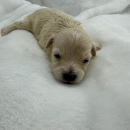 Boy 3 - Apricot male Maltipoo puppy in Turlock, California from 209PuppiesCaliforniaMaltipoo