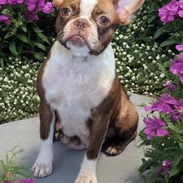 Claudia - Boston Terrier