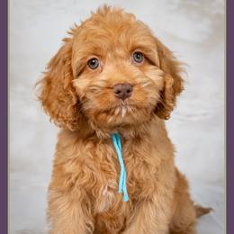 Vlad - Red male Cockapoo puppy in Connersville, Indiana from Deaz Doodle Ranch