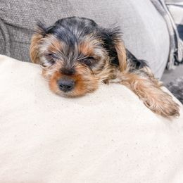 Yorkshire Terrier Puppies from Elaine’s Pup Co.
