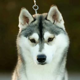 Briar - Siberian Husky