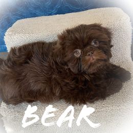 Shih Tzu Puppies from LaDawn’s Little Lions