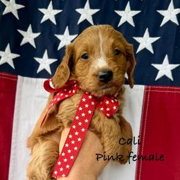 California - Red  female Goldendoodle puppy in Springville, Utah from JW Doodles