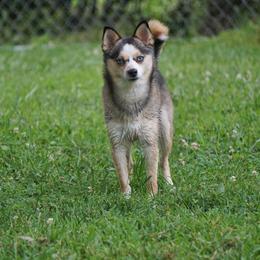 Presley - Wolf sable female Pomsky puppy in Frazeysburg, Ohio from Mountain High Kennels