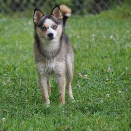 Presley - Wolf sable female Pomsky puppy in Frazeysburg, Ohio from Mountain High Kennels