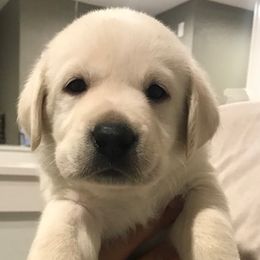 Boy 4 - Yellow Labrador Retriever puppy in Hutto, Texas from Texas Bluebonnet Labs
