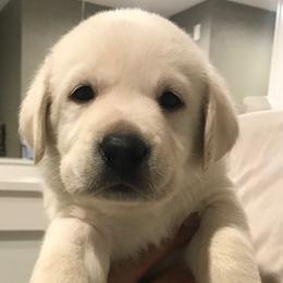 Boy 4 - Yellow Labrador Retriever puppy in Hutto, Texas from Texas Bluebonnet Labs