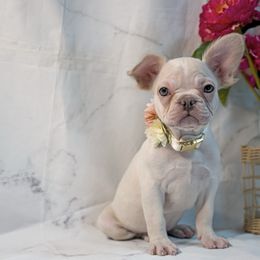 Snow White - White female French Bulldog puppy in Plano, Illinois from Velvet Fluffy Pups