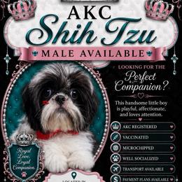Ronnie - Black and white male Shih Tzu puppy in Seattle, Washington from Pretty Paws Shih Tzu's