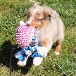 Joey - Red merle male Australian Shepherd puppy in Falcon, Missouri from www.maubachranch.com