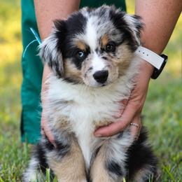 Scout - male Miniature Australian Shepherd puppy in Wolfe City, Texas from Susan Warnock