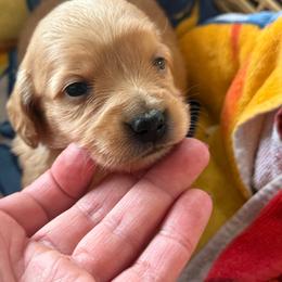 Juliet - Cream female Dachshund puppy in Salem, Oregon from Longdox Mini Dachshunds