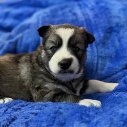 Cookie - Agouti and white female Siberian Husky puppy in Sherwood, Oregon from Whiskey River Siberians