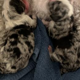 Aussiedoodle and Miniature Australian Shepherd Puppies from Sugar Creek Oodles and Aussies