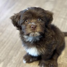 Havanese Puppies from Havanese on the Hill