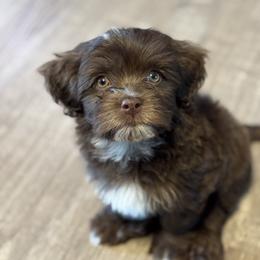 Havanese Puppies from Havanese on the Hill