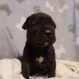 Cane Corso Puppies from Red Wood Cane Corso