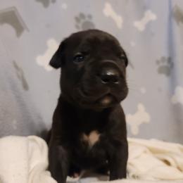 Cane Corso Puppies from Red Wood Cane Corso