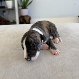 Lynx - Fawn brindle male Whippet puppy in Fort Myers, Florida from Rainbow Whippets