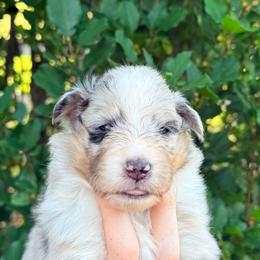 Sierra - Blue merle white and tan female Shetland Sheepdog puppy in Windsor, Colorado from Shirehill Shelties