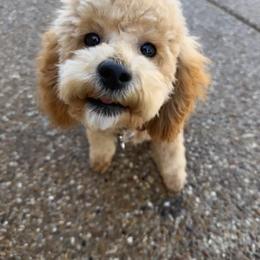 Phoebe - Poodle