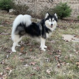 Ollie - Pomsky