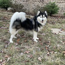 Ollie - Pomsky