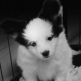 VanGogh - White and black male Papillon puppy in Vass, North Carolina from North Carolina Papillions