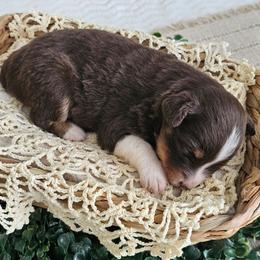 Riley - Red tri-color female Australian Shepherd puppy in Mountain Grove, Missouri from K Bar H Farms