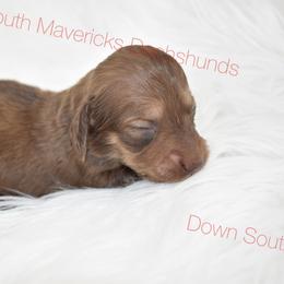 Tiny choc and cream - Chocolate and cream male Dachshund puppy in Seminary, Mississippi from Down South Mavericks Dachshunds