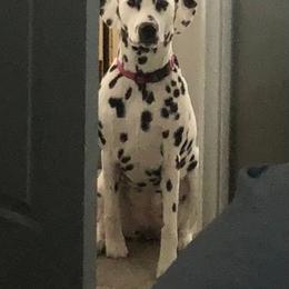 Dalmatian All Grown Up from Gateway Farm Dalmatians