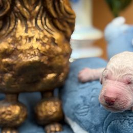 Boy 1 - Cream male Poodle puppy in Clark County, Nevada from My Pride Poodles & Japanese Chins
