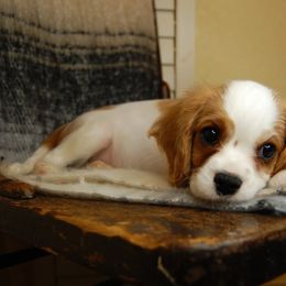 Australian Shepherd, Cavalier King Charles Spaniel, and Cavapoo Puppies from Dogwood & Sassafras Companions