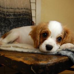 Australian Shepherd, Cavalier King Charles Spaniel, and Cavapoo Puppies from Dogwood & Sassafras Companions
