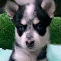 Anneablle - Black and white Pomsky puppy in Austin Metroplex, Texas from Liberty Pomsky